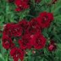 Seminte profesionale Dianthus hybrid - Garofite de gradina - imagine 49010